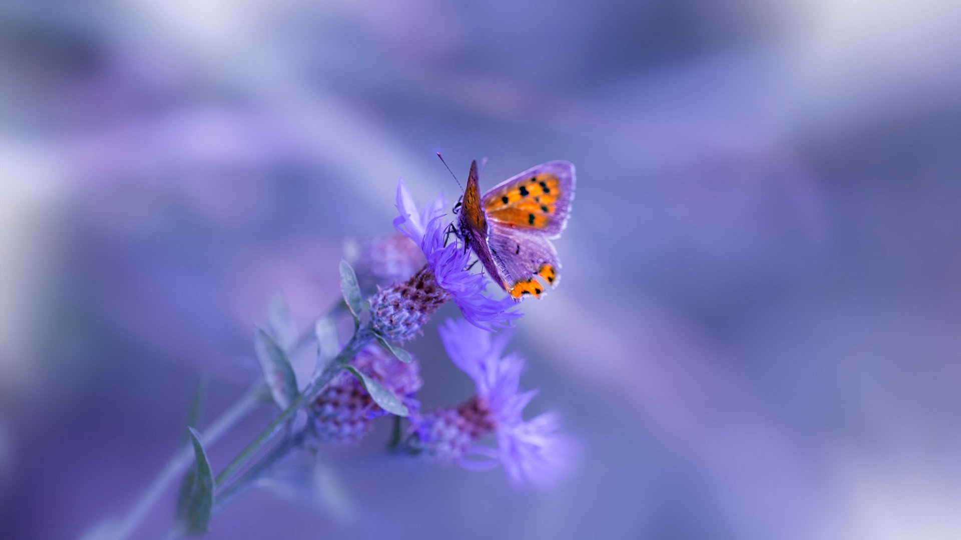 中国男篮依托快攻起手打破僵局，中国男篮输给伊朗是哪一年