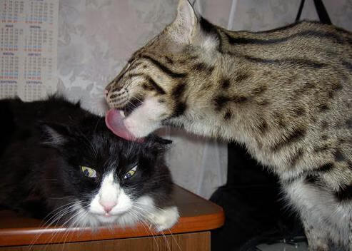 体育明星社交平台影响力数据发布，搜索体育明星