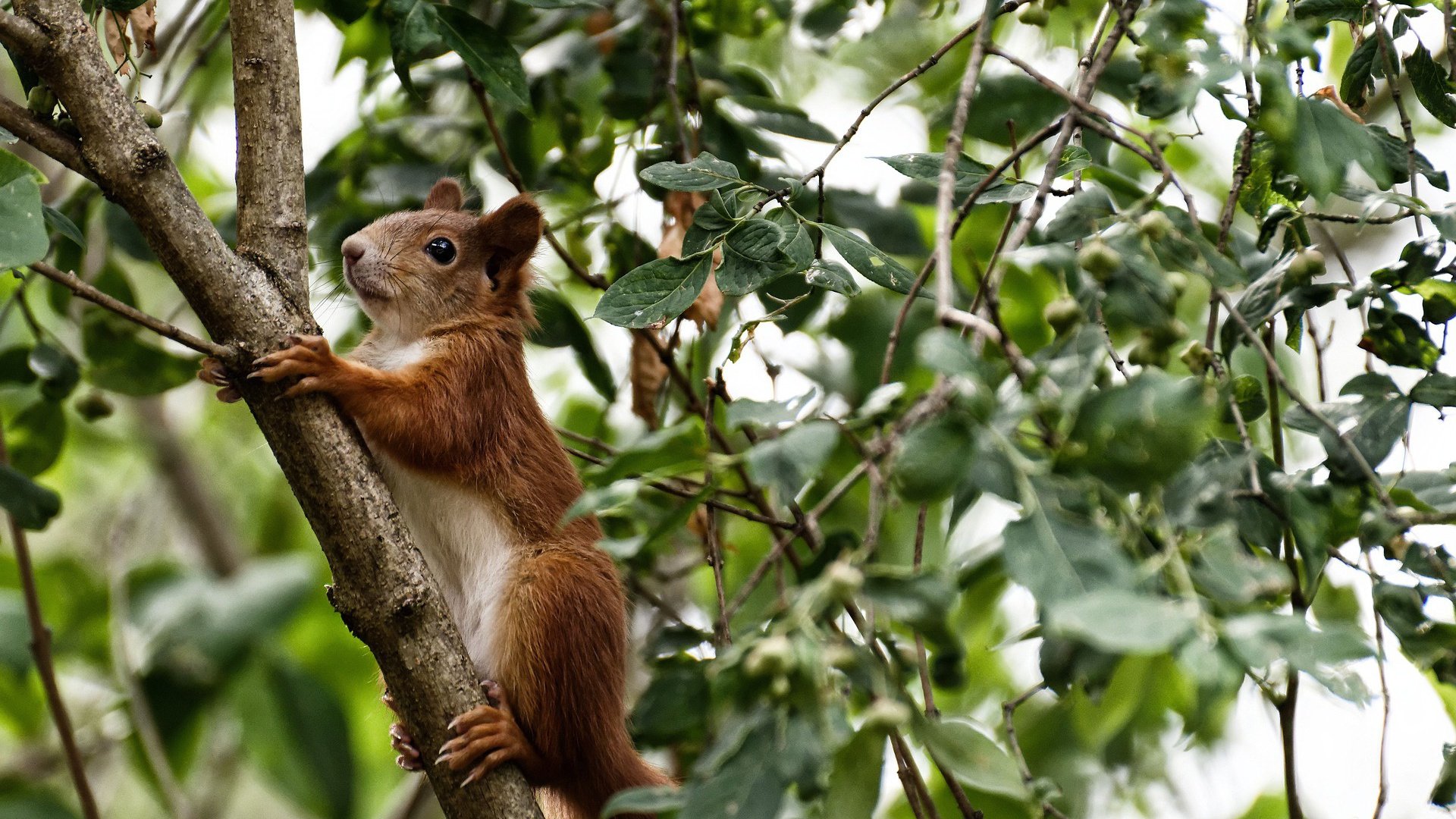 新加坡队赛制深度解析:团体赛事中如何精准执行战略,新加坡邀请赛决赛视频