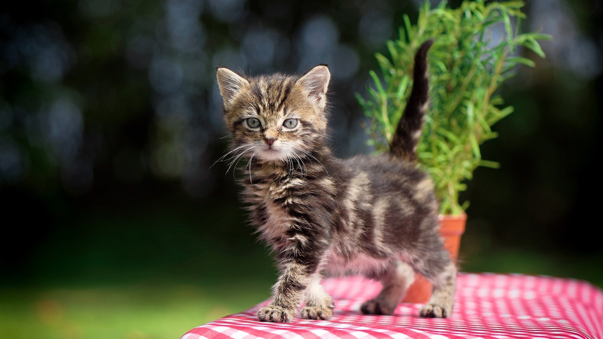 澳中差距不足0.2秒 成就经典之战，澳中关糸