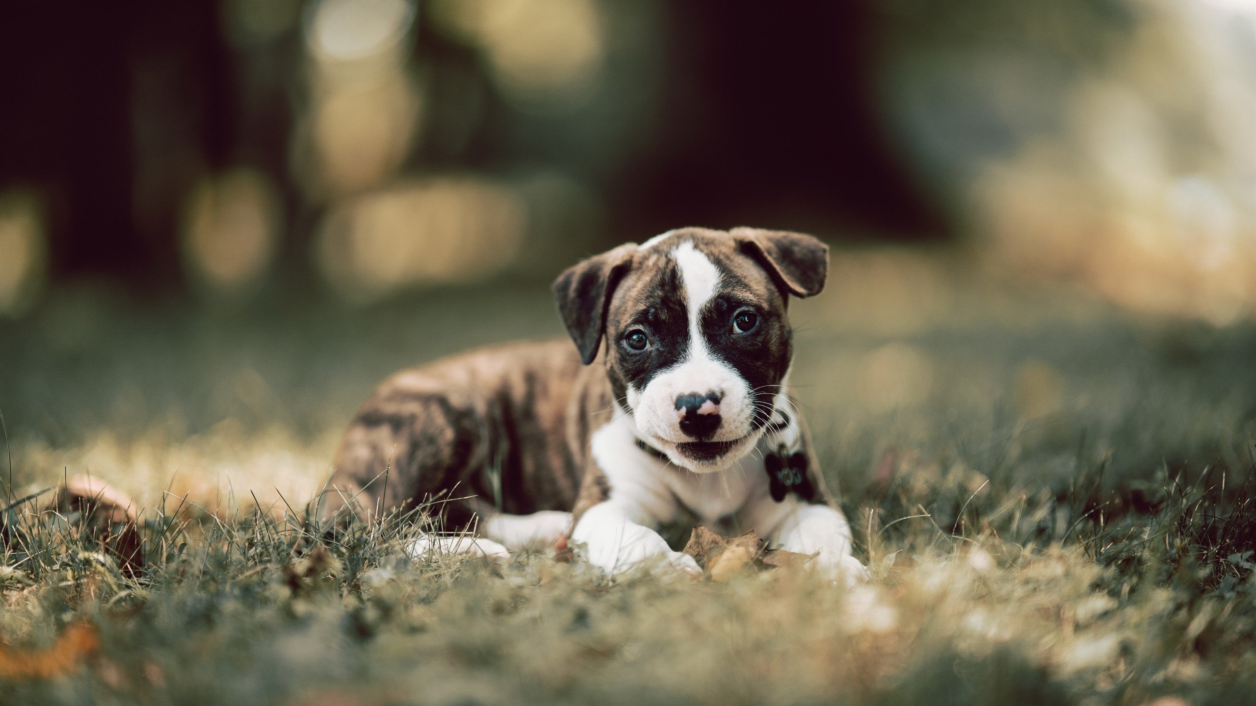 澳大利亚队团队赛制的未来:如何依托团体合作加强整体实力,澳大利亚组合