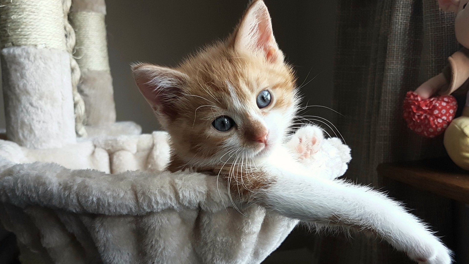 澳大利亚队团队赛制的未来:如何依托团体合作加强整体实力,澳大利亚组合