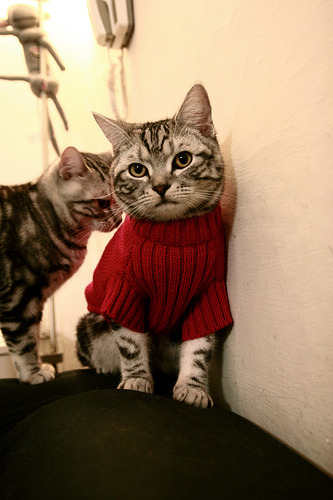 罗马尼亚队在国际乒联混合团体世界杯中的战术精细与配合默契，罗马尼亚乒乓球怎么样