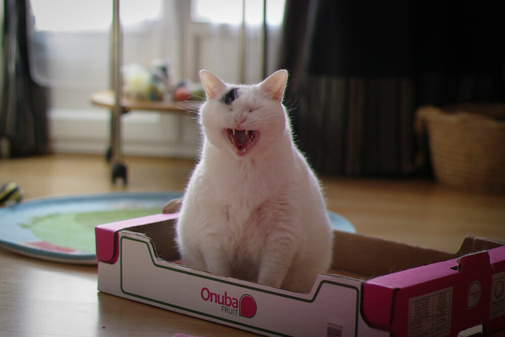 乔纳·隆戈的硬实力与无畏精神，塑造了全黑队的传奇，乔纳豪尔金个人资料