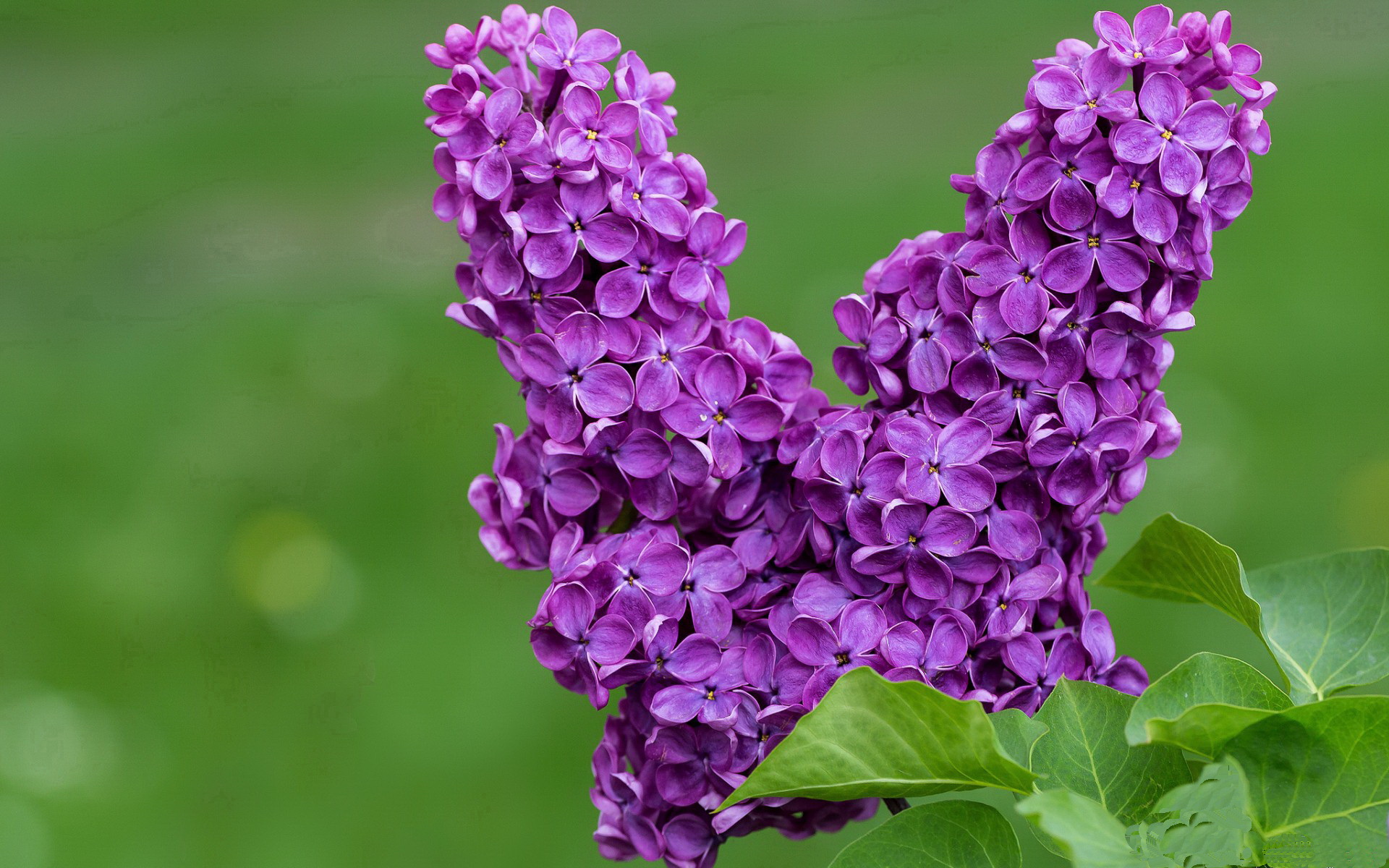 克洛普不断革新战术，带队冲击更高荣誉